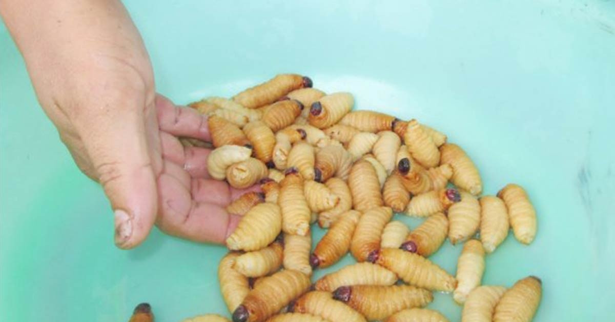 Đặc điểm của đuông dừa
