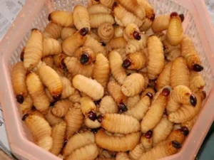 Các món ăn từ đuông dừa